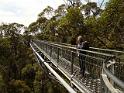 (58) The Tree Top Walkway